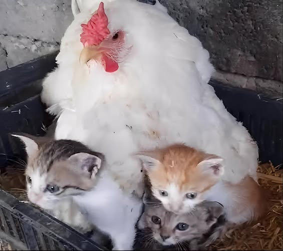 Kura adoptowała osierocone kocięta: ogrzewa je i opiekuje się nimi jak