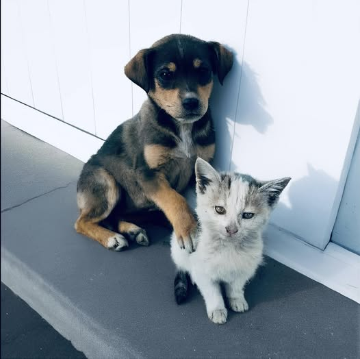 Jak znaleźli się obok siebie na ulicy — do dziś pozostaje zagadką. Zna